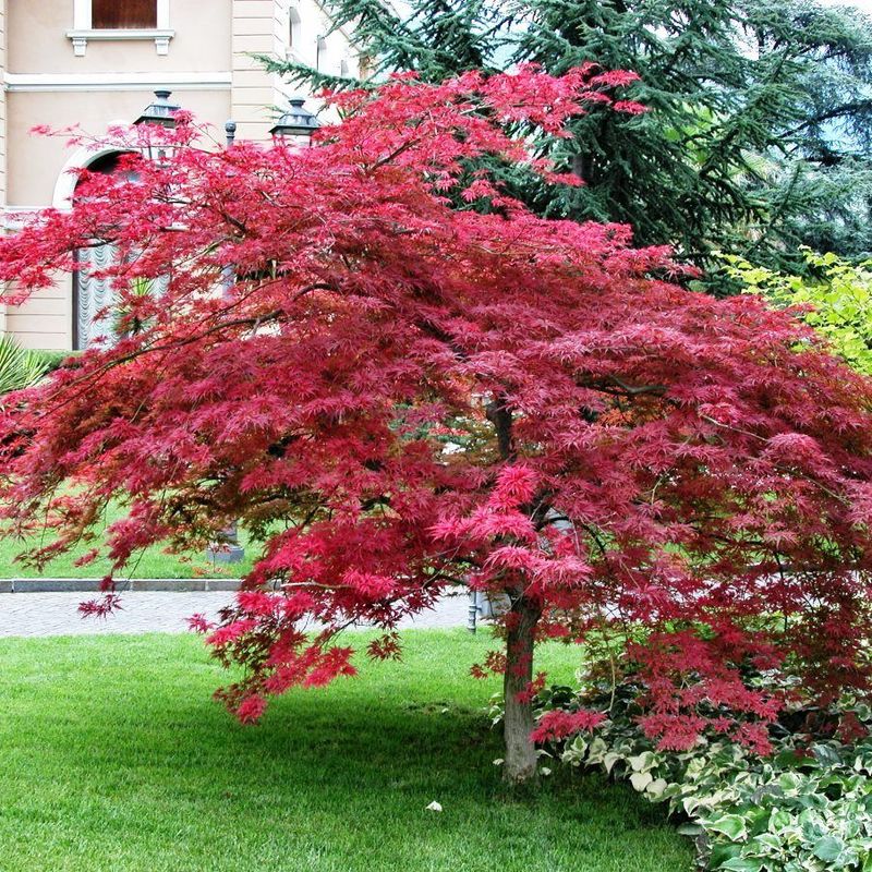 acero-rosso-giapponese-acer-palmatum-atropurpureum-vaso-15-altezz-40-80-cm-L-1652753-9670977_3  su Vivaio Fratelli Neri. Spediamo a Parma e Reggio Emilia