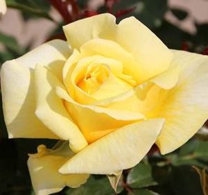 Cespuglio di rose a fiore grande Fiori giallo-rosso Altezza 22 cm Rosa grandiflora Broceliande A radice nuda